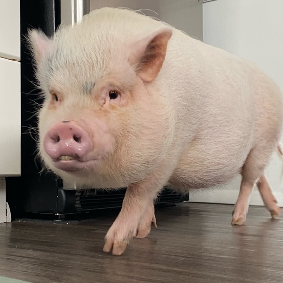 Why I Posh - Picture 11 of 16